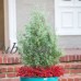 Carolina Sapphire Cypress, Fast Growing Evergreen tree   555103278